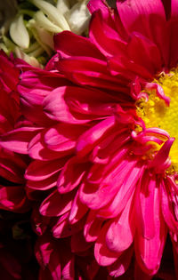 Full frame shot of red flowers