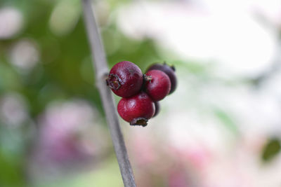 Close-up of red berries growing on plant