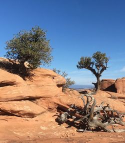 Tree on rock against sky