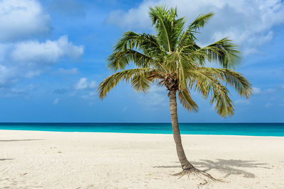 Palm tree on beach against sky