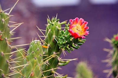 Blooming cactus 
