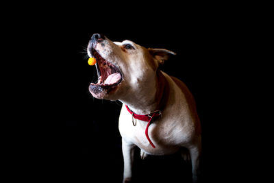 American pit bull terrier catching cheese ball against black background