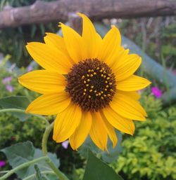 Close-up of yellow flower blooming outdoors