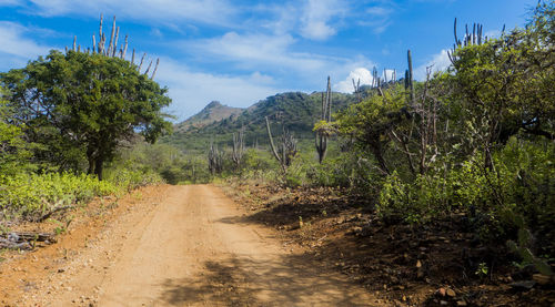 Road amidst trees against sky