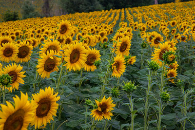 Scenic view of sunflower field