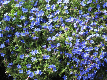 Close-up of purple flowering plants