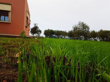 Scenic view of field against clear sky