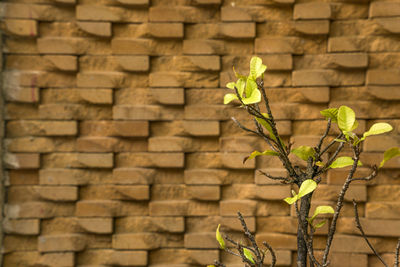 Close-up of plant against wall