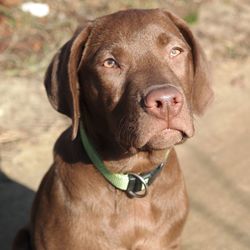 Close-up of labrador retriever