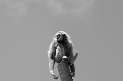 Low angle view of monkey against white background