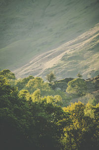 High angle view of trees on landscape against sky