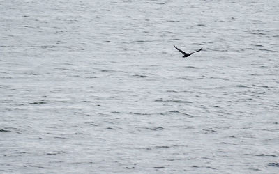 Bird flying over sea