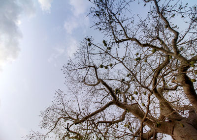 Low angle view of bare tree against sky