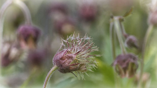 Close-up of wilted thistle