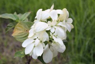 Close-up of white flowering plant