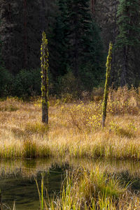 Plants growing on land in forest