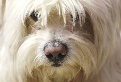 Close-up portrait of a dog