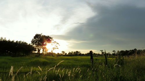 Scenic view of field against sky