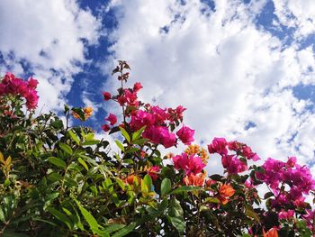 Low angle view of pink flowers