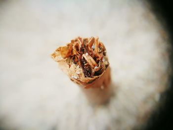 High angle view of dry wooden shaving