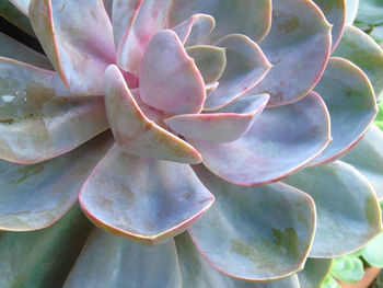 Close-up of succulent plant