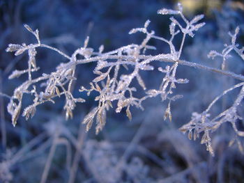 Close-up of frozen plant