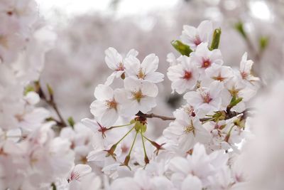 Close-up of cherry blossom