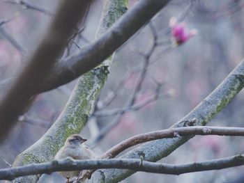 Low angle view of bird perching on tree