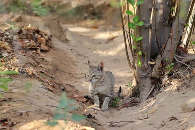 Close-up of cat