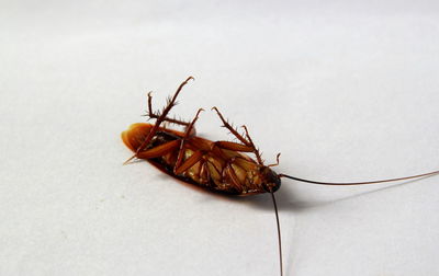 Close-up of insect on white background