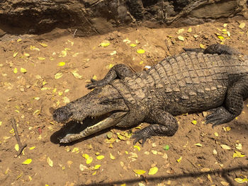 Close-up of crocodile