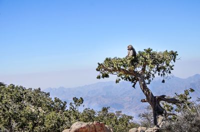 Monkey sitting on tree against clear blue sky