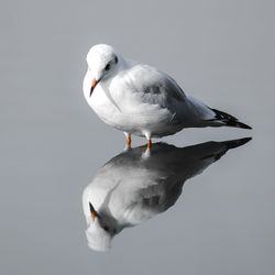 Close-up of seagull flying