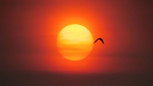 Silhouette bird flying against orange sky