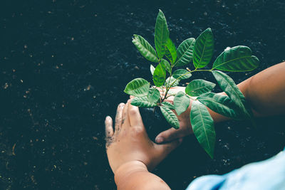 Close-up of hand holding leaves