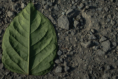 High angle view of leaf on field