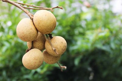 Close-up of fruit growing on tree