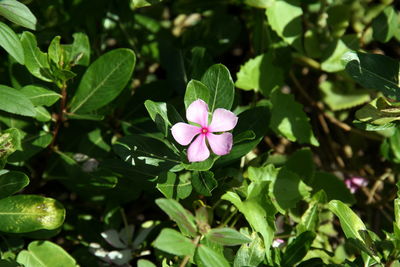 Close-up of pink flowering plant