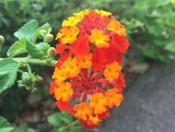 Close-up of orange flowers