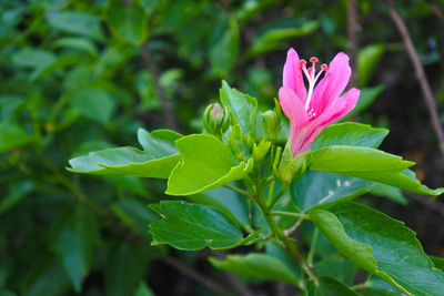 Close-up of pink flowering plant