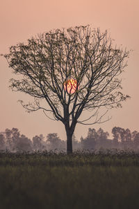 Bare tree on field against sky at sunset