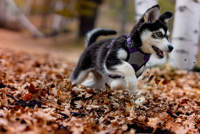 Action shot of kuma the siberian husky mix puppy running in a forest in autumn