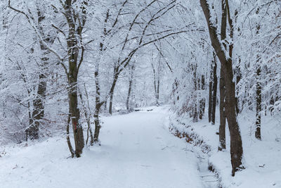 Trees on snow covered field