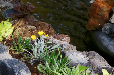 High angle view of flowers on rock by water