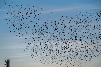 Flock of birds flying in sky