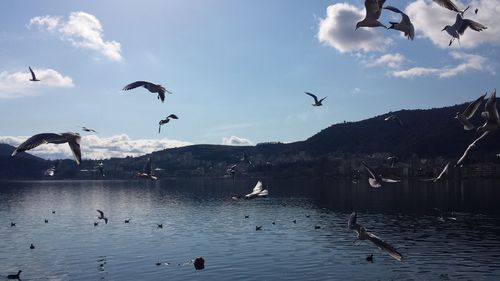 Birds flying over lake