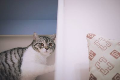 Portrait of cat