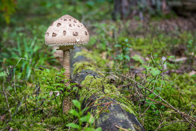Close-up of mushroom growing on field