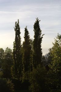 Trees in forest against sky