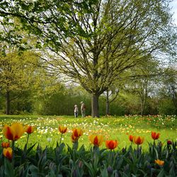 View of flowering plants on field